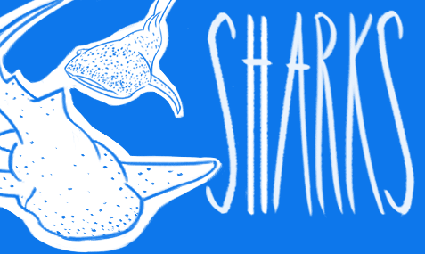shark-education-conservation