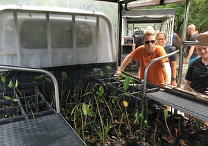 Mangrove seedlings in MCP truck